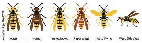 Six different cartoon-style wasp and hornet illustrations showcase various species and perspectives, including flying and side views, rendered with clean lines and vibrant yellow and brown colors