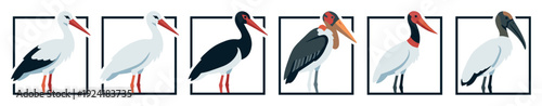 Six diverse stylized stork illustrations are presented in individual black frames, showcasing various species with distinct color patterns and minimalist design