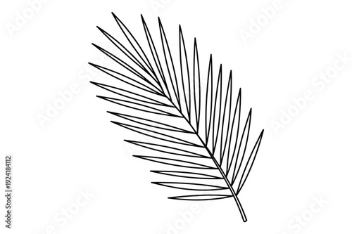 Palm Frond Leaf Outline for Tropical and Exotic Designs