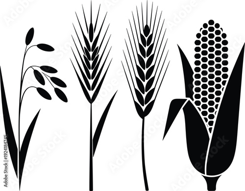 Grain crop silhouettes set featuring rice plant, wheat ears and corn cob, black agriculture vector illustration isolated on white background