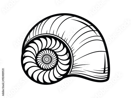 Nautilus Shell Spiral Vector Illustration in Black and White