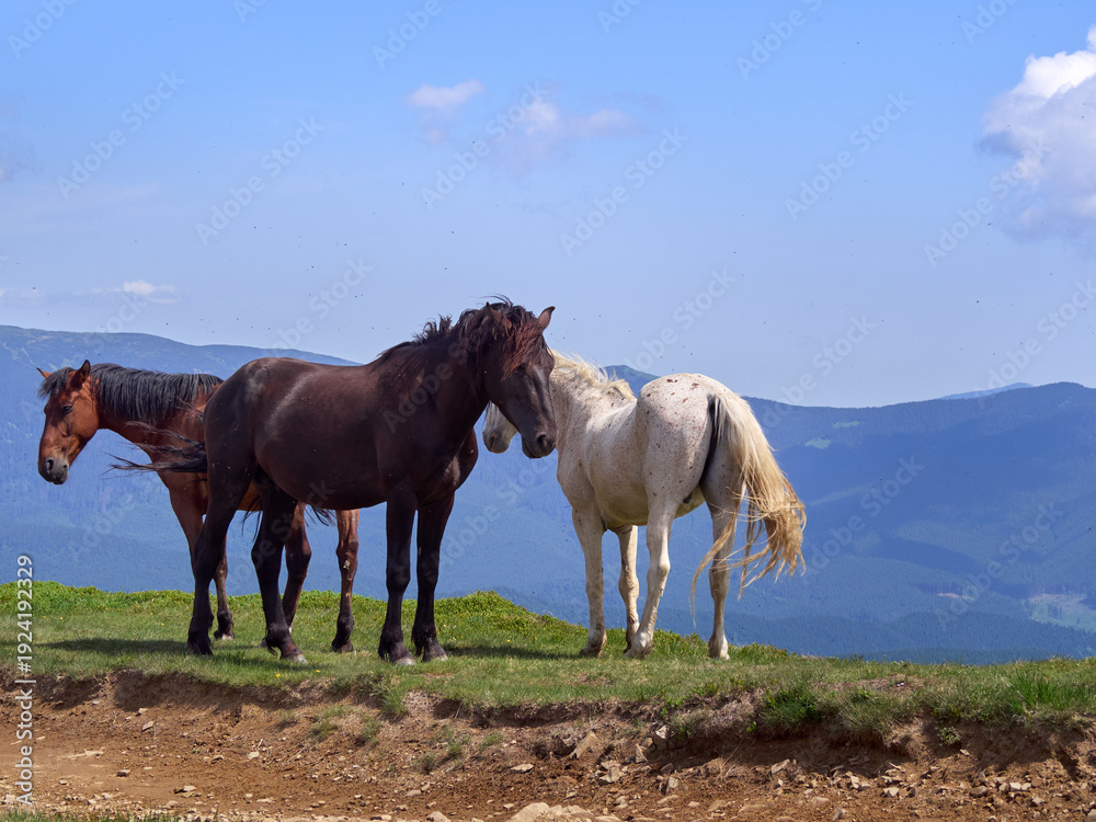 Obraz premium A group of horses freely graze on a green mountain pasture on a sunny summer day. Ukrainian Carpathians.