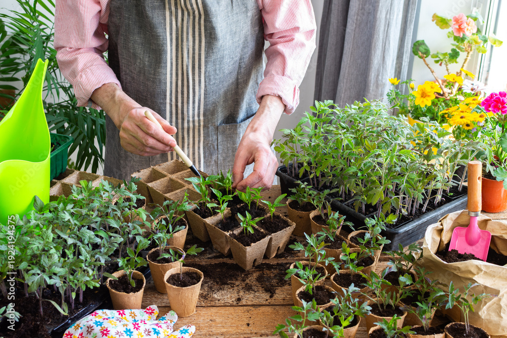 Ταπετσαρία In a sunny indoor space, a man carefully transplants young pepper seedlings into