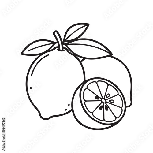 Line art illustration of whole and sliced lemon with leaves on top  citrus fruit drawing