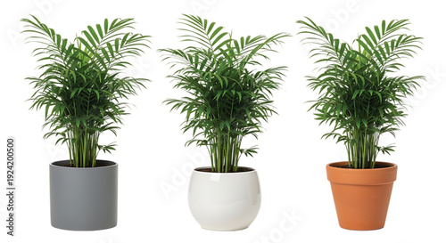 Three Lush Green Areca Palm Indoor Houseplants in Different Grey White and Terracotta Ceramic Pots Isolated on White Background