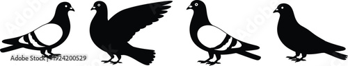Pigeon silhouette collection featuring standing and flying dove bird poses, black vector illustration set isolated on white background for wildlife, urban and design projects