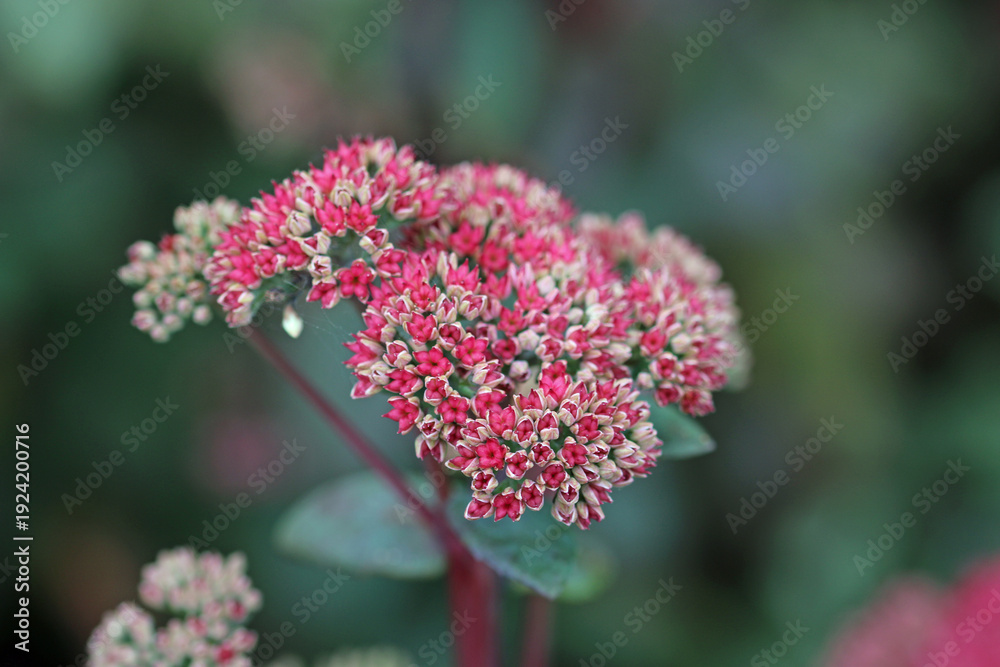 Fototapeta premium Pink ice plant flowers in close up