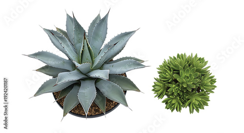 Top Down View of Blue Agave Plant and Green Succulent Rosette Isolated on White Background for Minimalist Botanical Home Decor