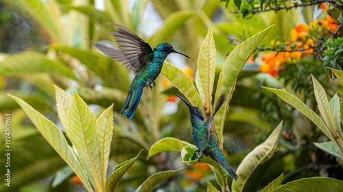 Tableau sur toile Sparkling Violetear (Colibri coruscans) in the Andes of Ecuador