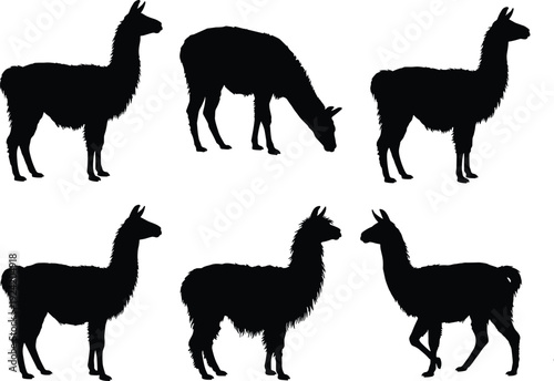 Llama Silhouettes Collection in Different Poses, Alpaca Farm Animal Illustration Set Isolated on White Background, South American Livestock Graphic for Design