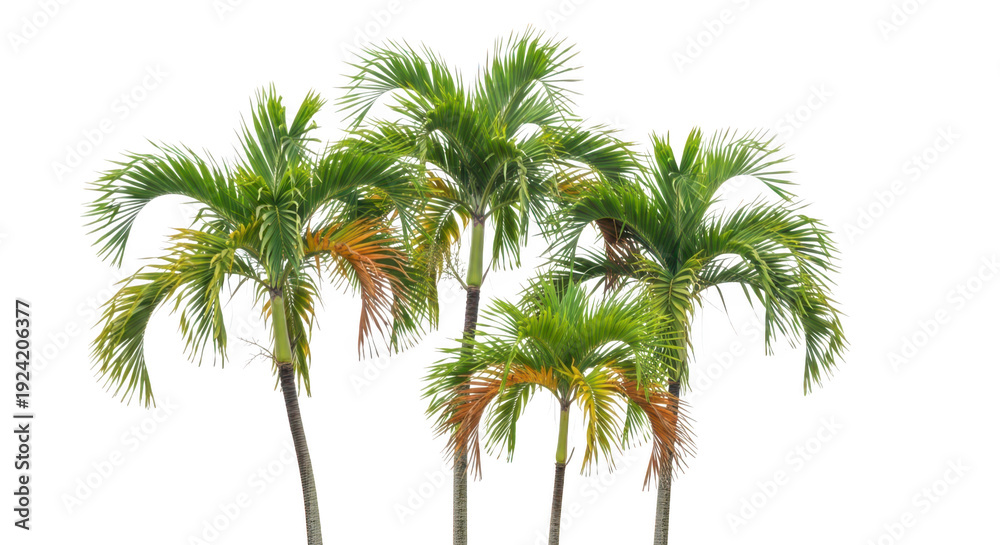 Fototapeta premium Four palm trees with green leaves isolated on transparent background tropical scene