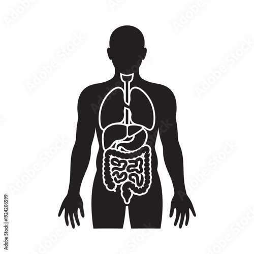 Human anatomy illustration showing internal organs lungs and digestive system