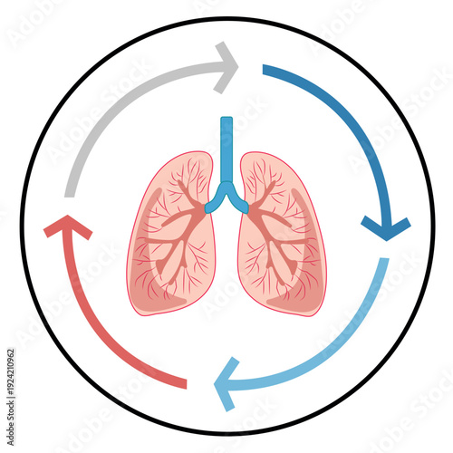 Circular Breathing Cycle Diagram vector