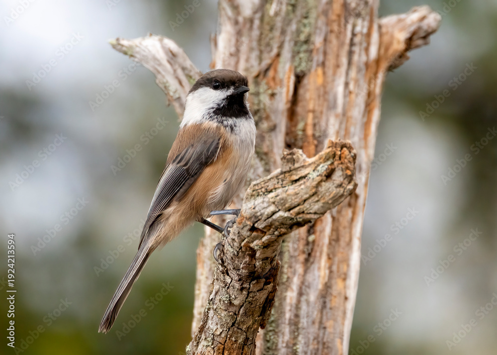 Fototapeta premium Siberian tit