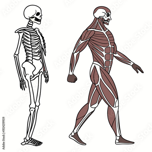 Human skeleton and muscular system anatomy medical