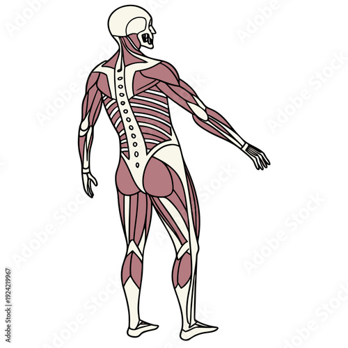 Back view of human body muscles and skeleton anatomy