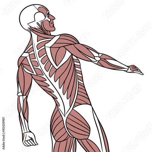 Muscular anatomy of a human male from the back muscular system