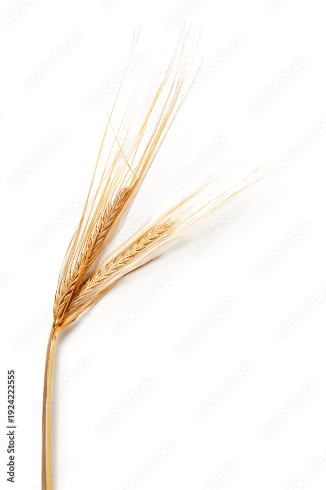 Obraz premium Wheat stalks laying on white background in simple arrangement at midday
