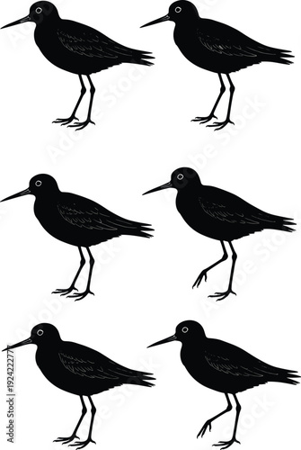 Black vector silhouette set of six elegant shorebirds or sandpipers in various standing and walking poses for coastal nature and beach wildlife design