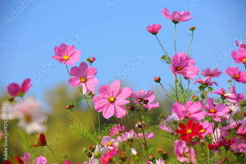 Cosmos bipinnatus or Garden cosmos or Mexican aster flowers blooming in the garden with blue sky background
