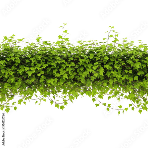 Dense green ivy vines with dark branches cascading downwards isolated on a transparent background