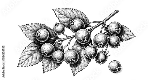 Branch of a berry bush with leaves and berries in engraved style vector illustration isolated on white