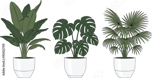 Set of three tropical houseplant vector illustrations including monstera deliciosa banana leaf and fan palm in white pots on white background