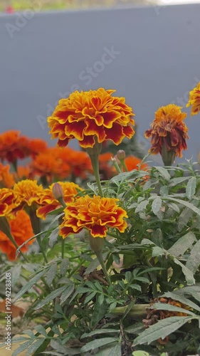 Vibrant orange marigold flowers in a garden with green leaves and gray wall