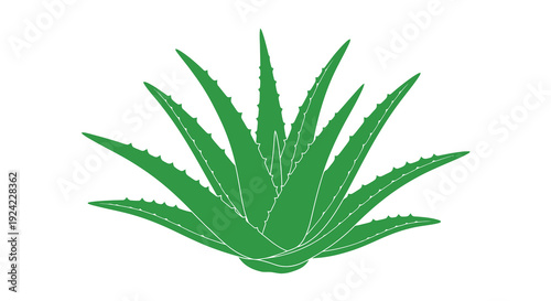Green aloe vera plant illustration with a distinct silhouette