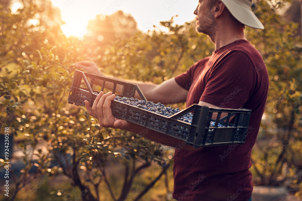 Fototapeta premium Farmer picking fresh blueberries on a farm.