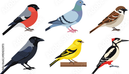Vector set of various common bird species including bullfinch pigeon sparrow crow woodpecker in flat design style isolated on white background for ornithology and nature education projects.