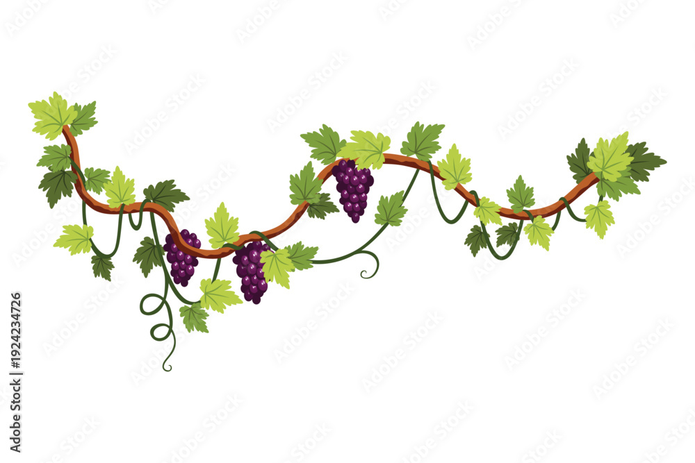 Naklejka premium Grape bunch. Cluster of berries and leaves. Grape vine, decorative climbing plant. Fruit, growing healthy food isolated on white background