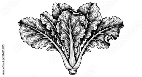 Fresh lettuce bunch hand drawn sketch style black white vector illustration of healthy organic leaf vegetable