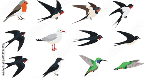 Set of flying and standing birds in flat vector style, colorful wildlife illustration collection featuring swallows, gull, hummingbird, songbirds