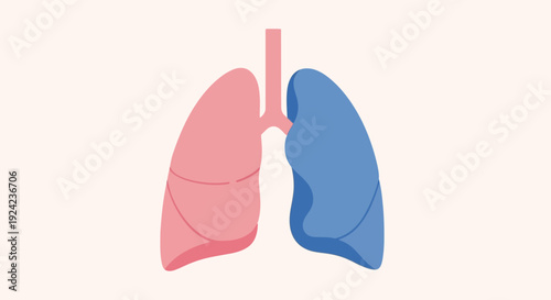 Human Lungs Anatomy Illustration - Pink and Blue