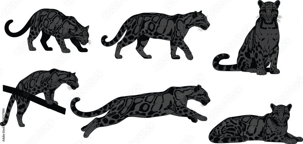 Obraz premium Siluetas de Leopardo Nublado 6 poses vector negro fondo blanco