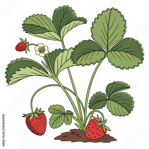 A strawberry plant with ripe fruit and leaves