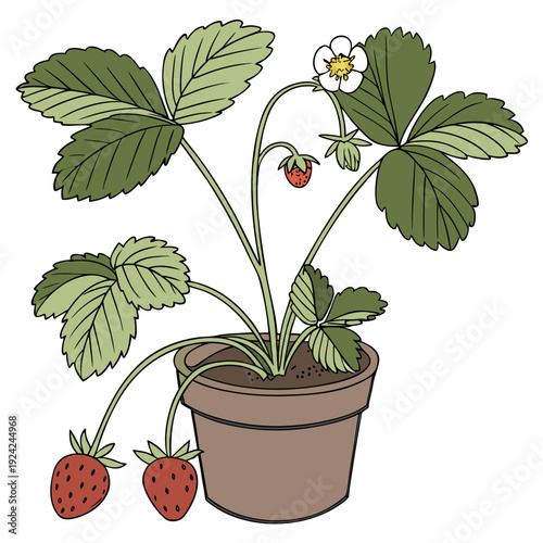 A potted strawberry plant with ripe fruit