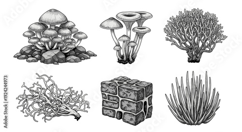 Monochrome collection of various fungal species including mushrooms coral fungi and lichen growing on stone