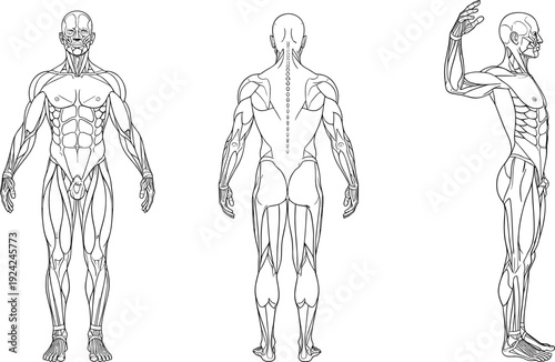 Human muscular system anatomy illustration showing front, back and side views, detailed medical line art diagram isolated on white background for education