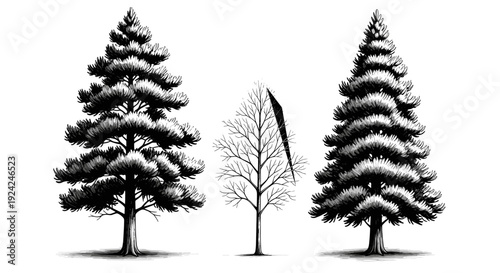 Pine trees and bare tree isolated on white background hand drawn illustration for forest