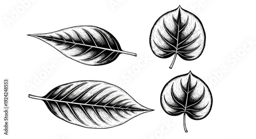 Set of four detailed botanical leaf illustrations in vintage engraving style