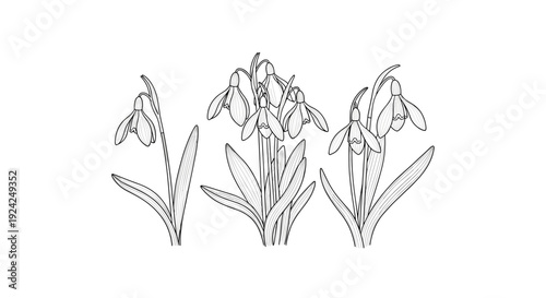 Set of three different drawings of snowdrop flowers and leaves on white background for design projects