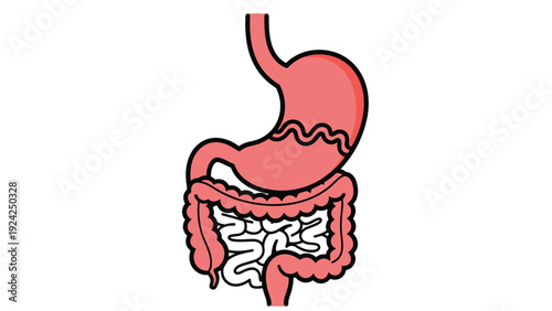 Simple anatomical illustration showing the human digestive system including the stomach, small intestine, and large intestine on a white background.