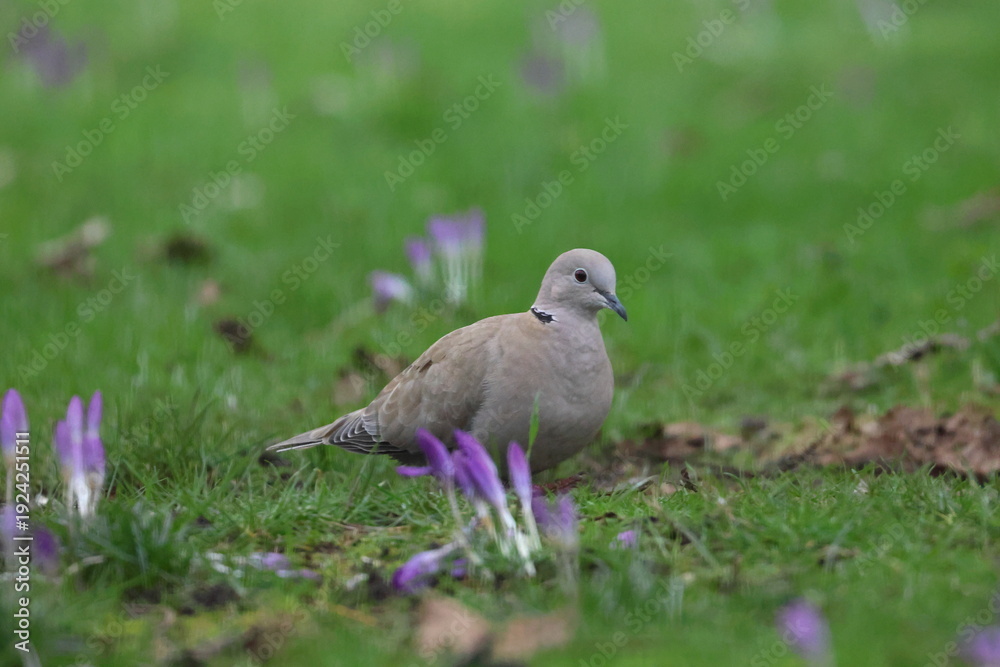 Obraz premium pigeon