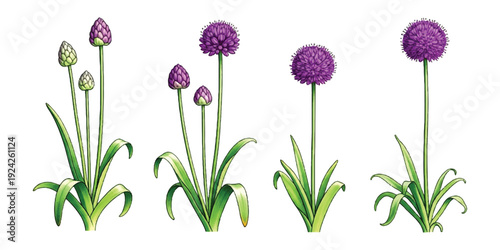 A set of four illustrations showing the growth stages of a purple allium flower from bud to full bloom against a white background.