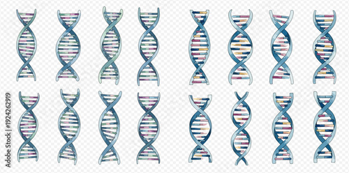 A collection of various DNA double helix structures for scientific and medical concepts on a transparent background.