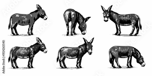 Vintage illustration depicting six donkeys in various poses and orientations