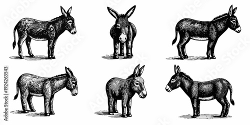 Vintage illustration of six donkeys in various poses and perspectives