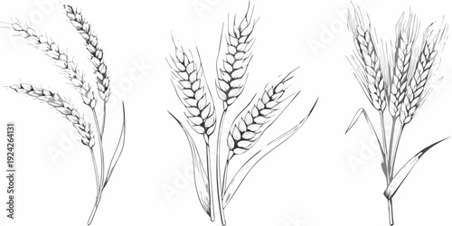 Detailed illustration of wheat stalks and seed heads in black and white